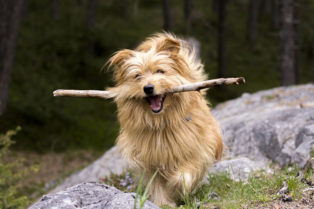 Dartmoor dog