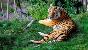 Bengal tiger Paignton Zoo