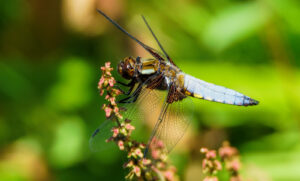 Discovering Nature's Best