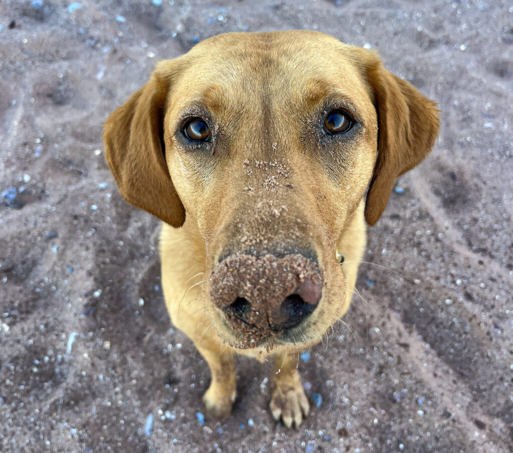 Peggy Dog enjoying Goodrington North Sands beach - 5 Best Dog Beaches in Devon