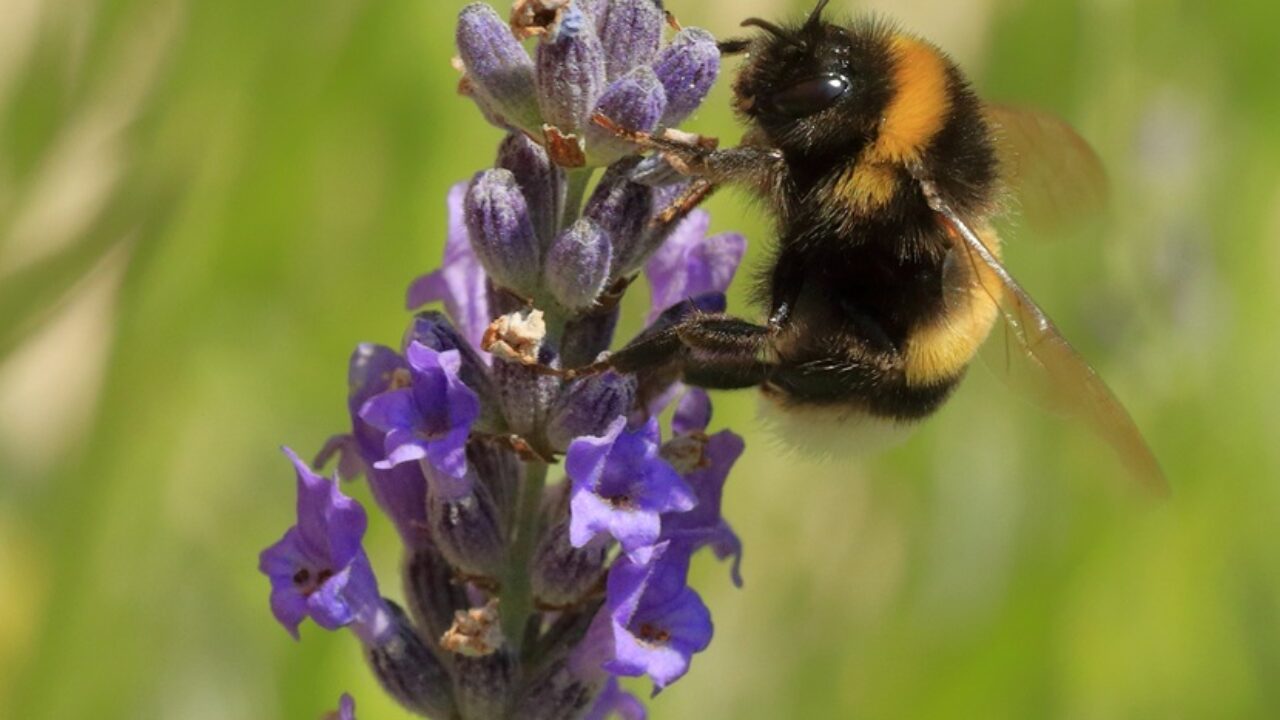 Bumble Been on Purple Pollinator Patch. Nature Walk.