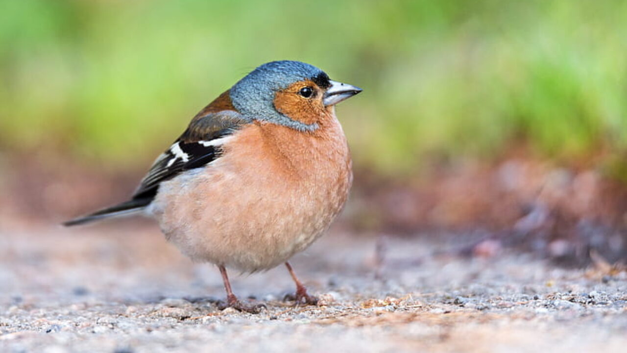 Chaffinch. British Bird. Nature Walk