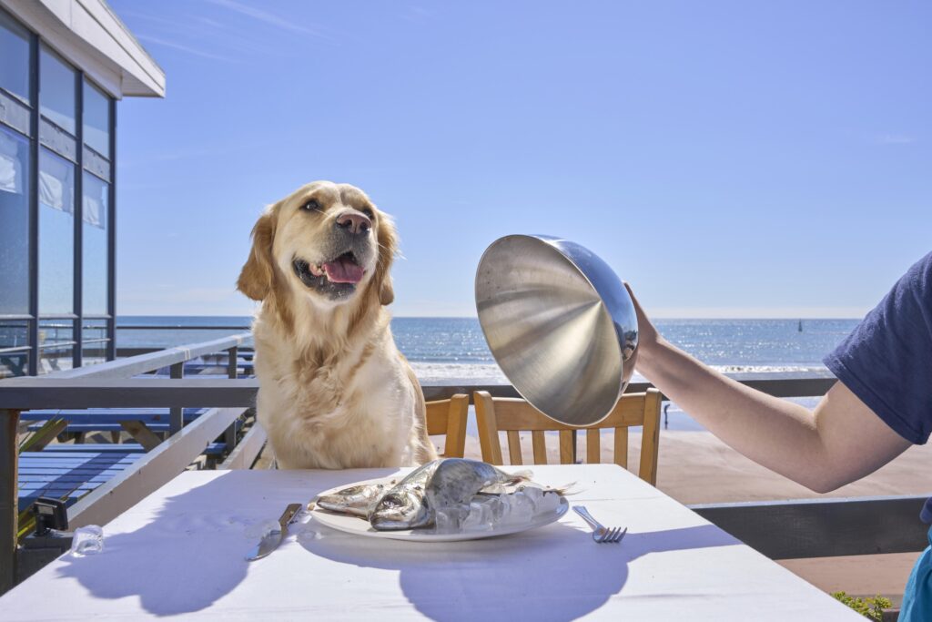 Dog friendly dining Devon